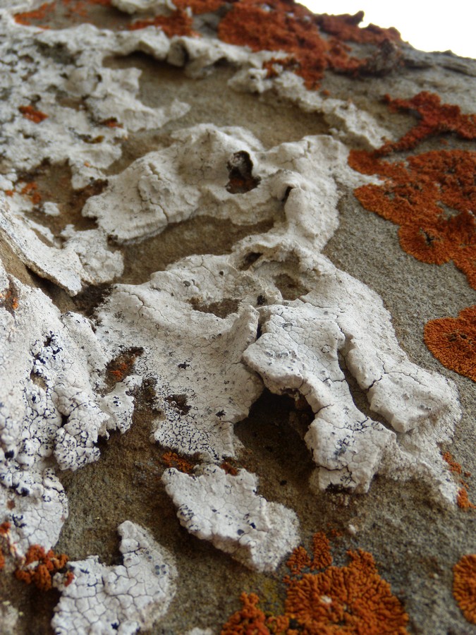 Diploschistes ocellatus - sulle arenarie della Laga